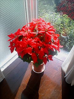 poinsettia.jpg