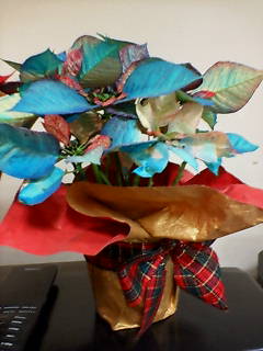 poinsettia_nhk.jpg